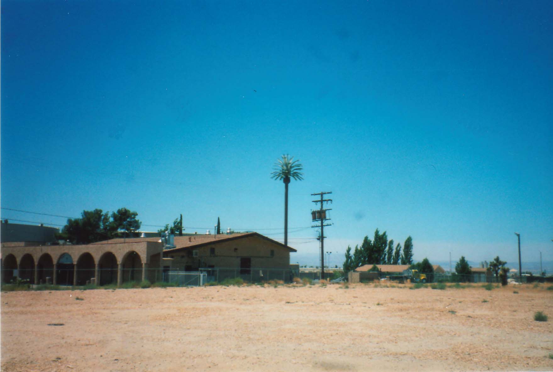 palm2.jpeg